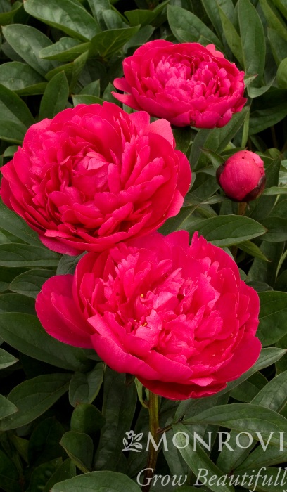 PAEON LAC KANSAS #2 RED