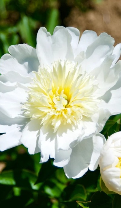 PAEON LAC LEMON QUEEN #2