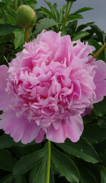 PAEON LAC MONSIEUR JULES ELIE #2