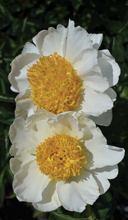 PAEON LAC MOON OF NIPPON  #2 WHT