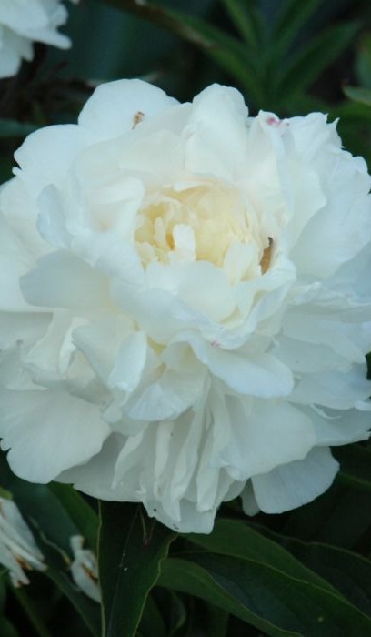 PAEON LAC MY LOVE #2