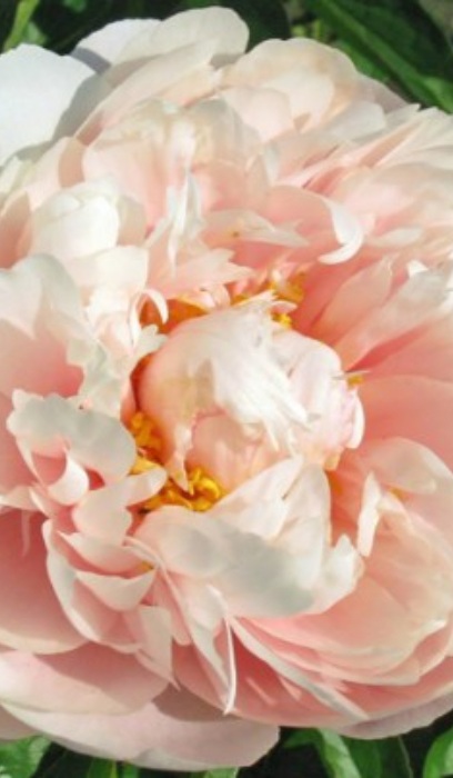 PAEON NELDA'S JOY #2