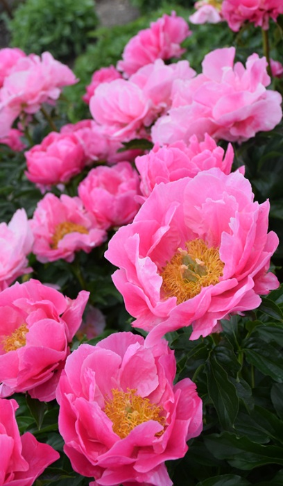 PAEON LAC PAULA FAY #2 PINK