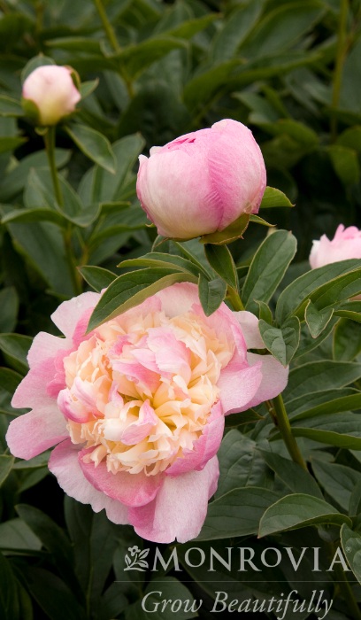 PAEON LAC RASPBER SUND #2 PNK