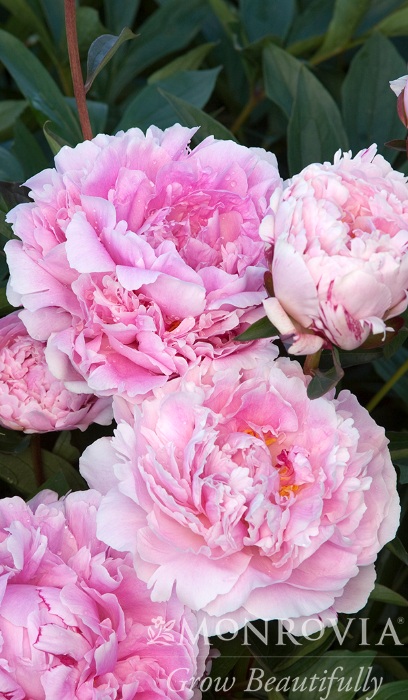 PAEON LAC SARAH BERNHARDT #2 PNK