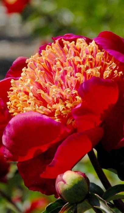 PAEON LAC SWORD DANCE #2 RED