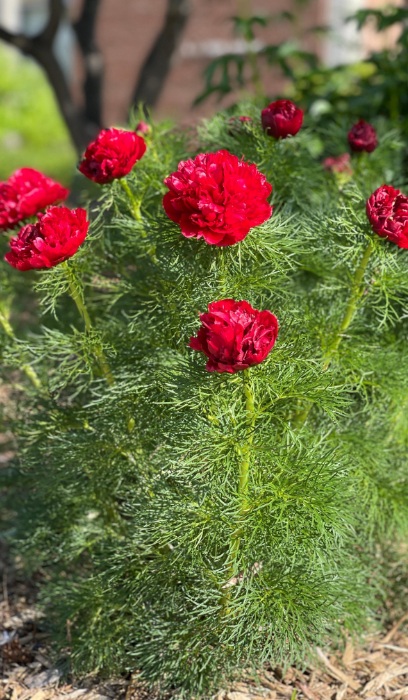 PAEON TEN FERNLEAF #2-RED