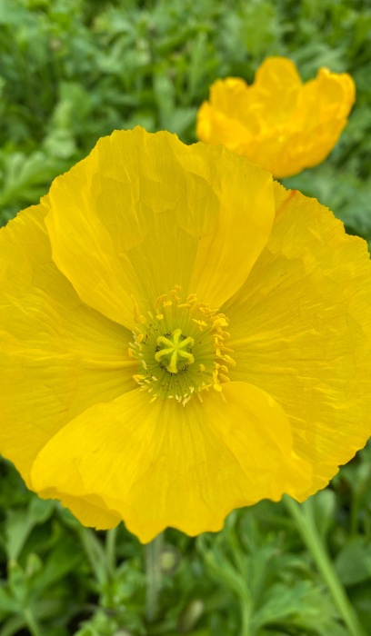 PAPAV NUD CHAMPAGNE YELLOW #1