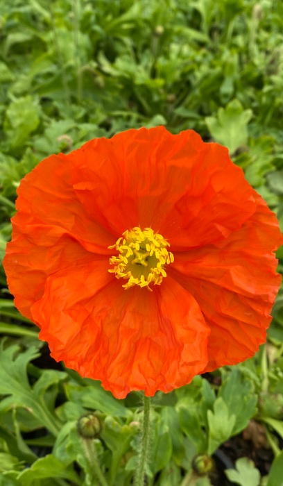 PAPAV NUD CHAMPAGNE ORANGE #1