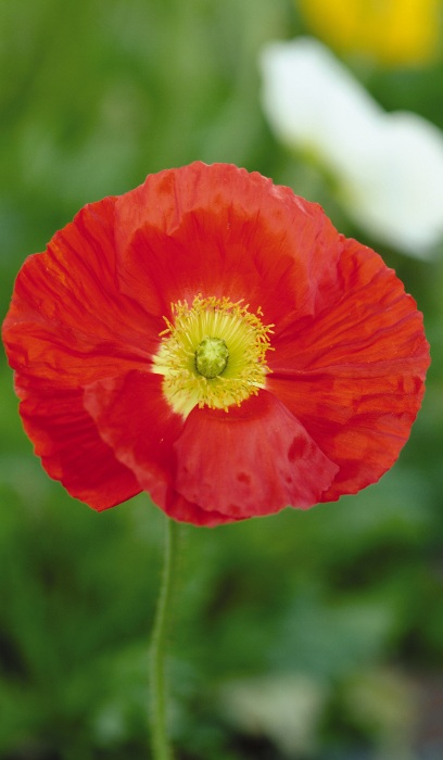 PAPAV NUD CHAMPAGNE SCARLET #1