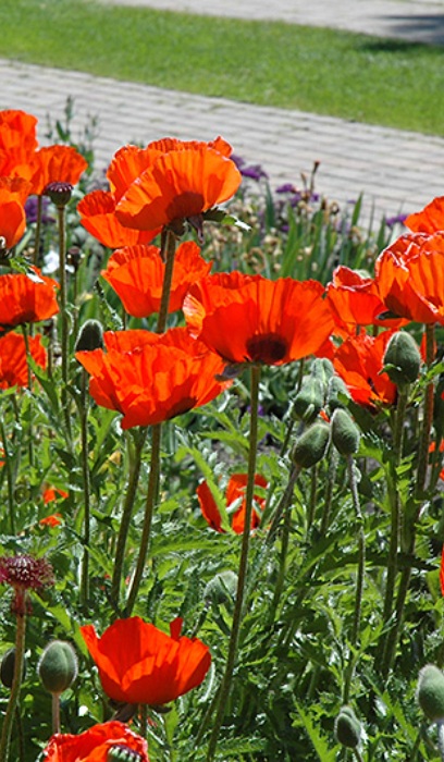 PAPAV ORI BRILLIANT #1