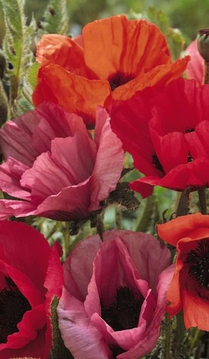 PAPAV ORI FRUIT PUNCH #1