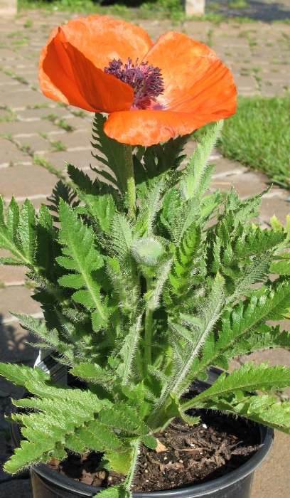 PAPAV ORI PRINCE OF ORANGE #1