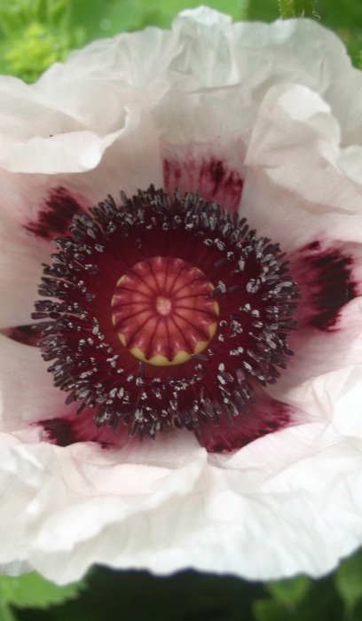 PAPAV ORI ROYAL WEDDING #1