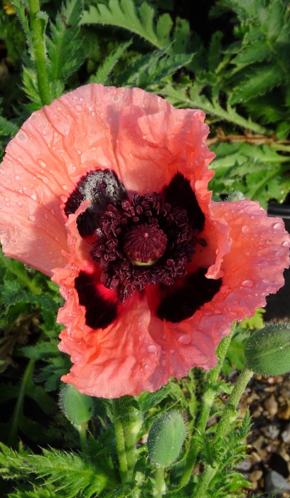 PAPAV ORI PRINCSS VICTR LOUIS #1