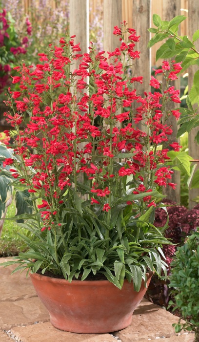 PENST BAR RIDING HOOD RED #1