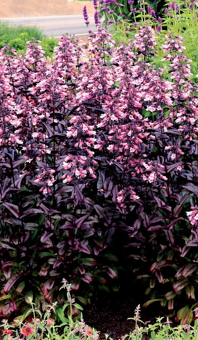 PENST DIG DAKOTA BURGUNDY #1