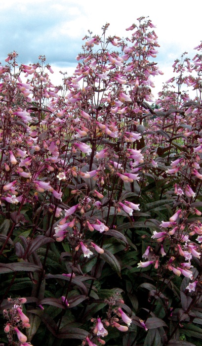 PENST DIG DARK TOWERS #1