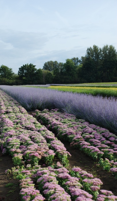 PEROV ATR RUSSIAN SAGE #1