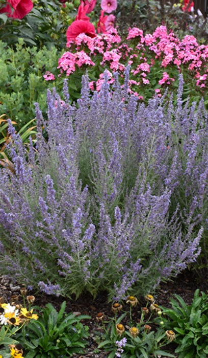 PEROV ATR DENIM 'N LACE #1PW