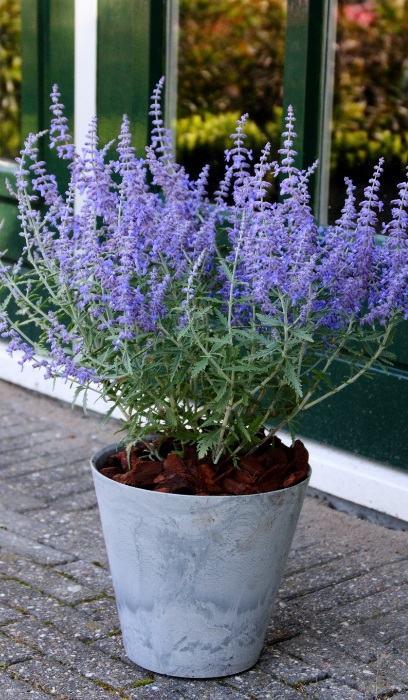 PEROV ATR LACEY BLUE #1