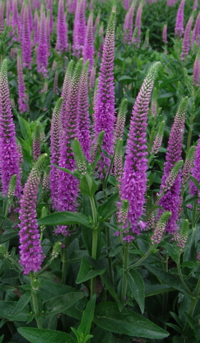 VERONICA X PURPLEICIOUS #1