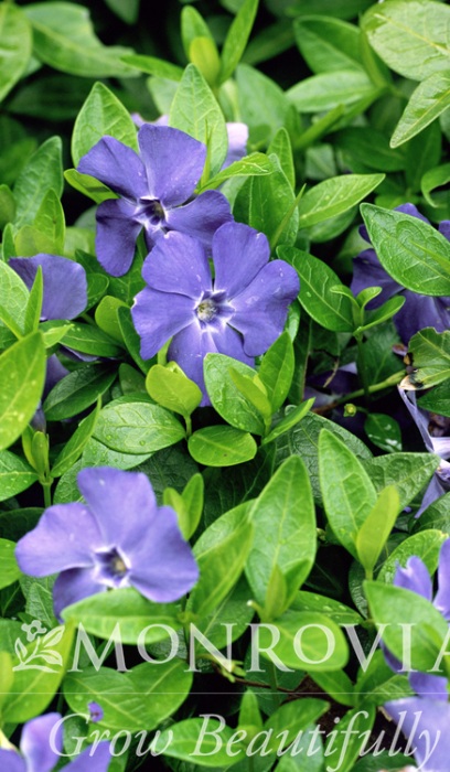 VINCA MINOR PERIWINKLE 2.25"/24T