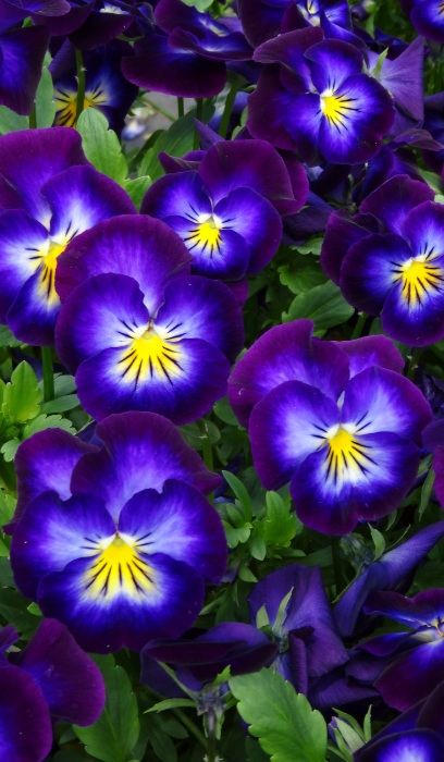VIOLA HALO VIOLET #1