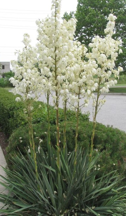 YUCCA FILAMENTOSA #2