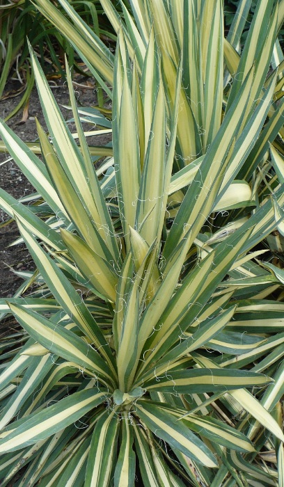 YUCCA FIL COLOR GUARD #2