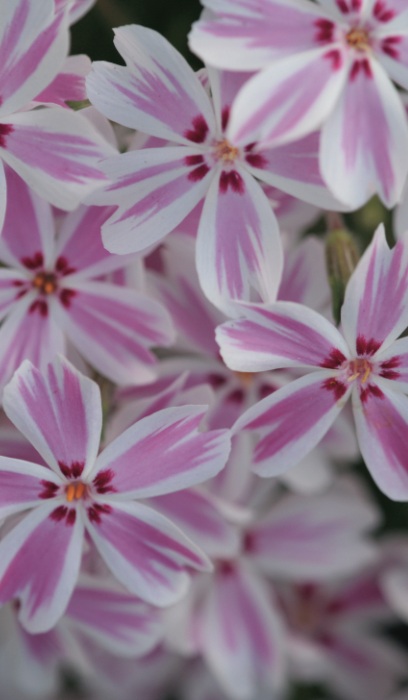 PHLOX SUB CANDY STRIPES #1