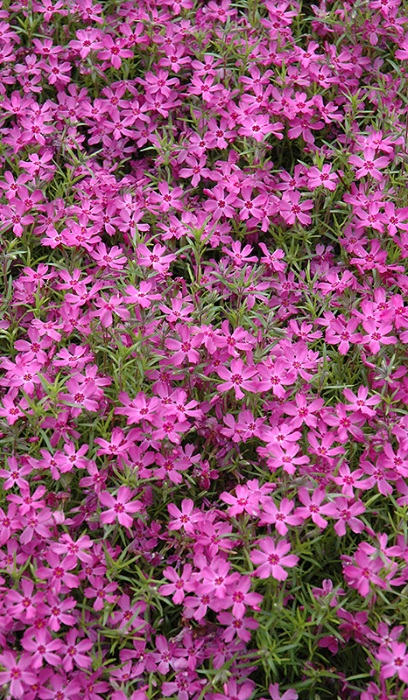 PHLOX SUB CRIMSON BEAUTY #1