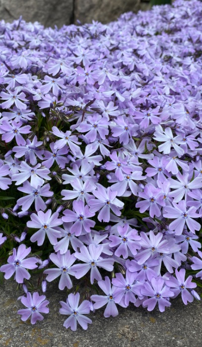 PHLOX SUB EMERALD BLUE #1