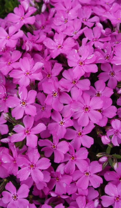 PHLOX SUB EMERALD PINK #1
