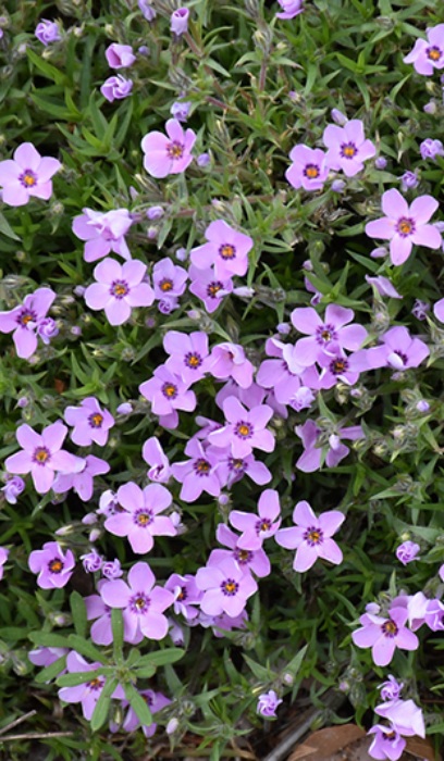 PHLOX SUB EYE SHADOW #1