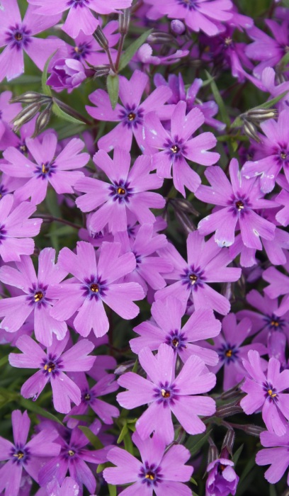 PHLOX SUB PURPLE BEAUTY #1