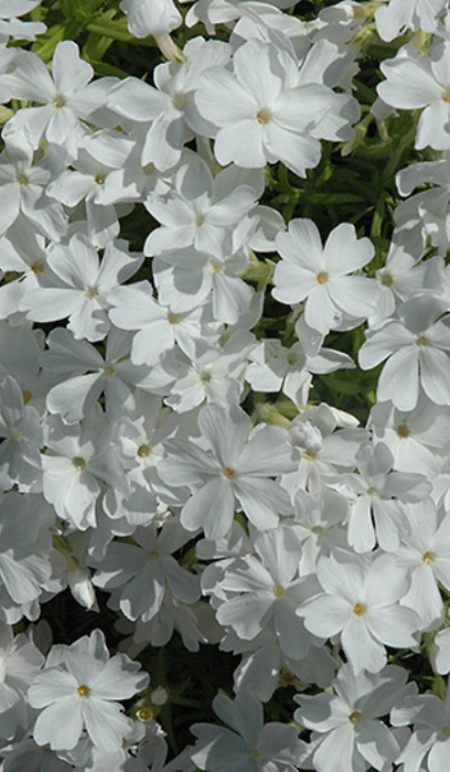 PHLOX SUB WHITE DELIGHT #1