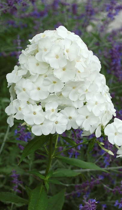 PHLOX PAN DAVID #1