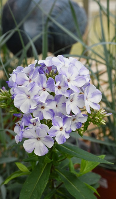 PHLOX PAN FLAME BLUE #1