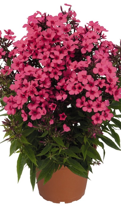 PHLOX PAN FLAME CORAL #1