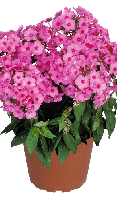 PHLOX PAN FLAME PINK #1