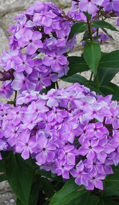 PHLOX PAN FLAME PURPLE #1
