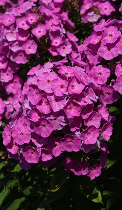 PHLOX PAN PEACOCK CHERRY RED #1