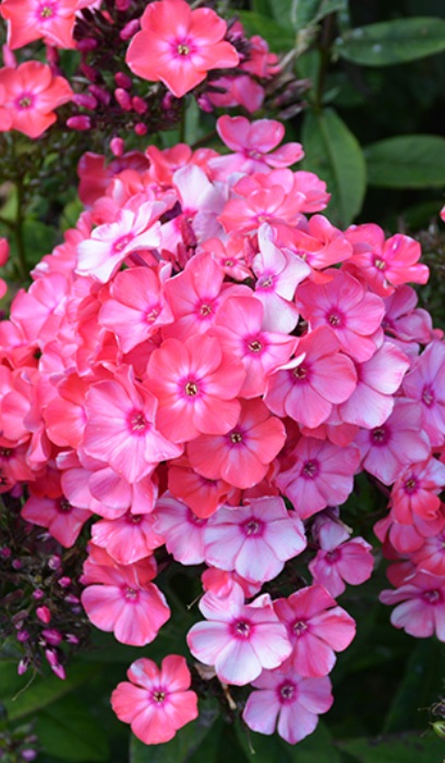 PHLOX PAN GG GLAMOUR GIRL #1