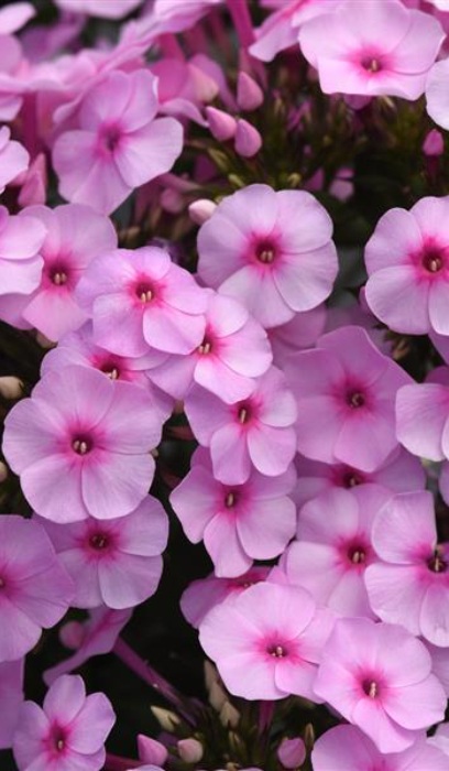 PHLOX PAN SUPER KA-POW BLUE #1