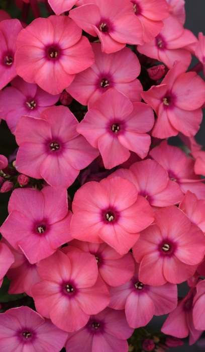 PHLOX PAN SUPER KA-POW CORAL #1