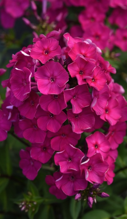 PHLOX PA SUPER KA-POW FUCHSIA #1