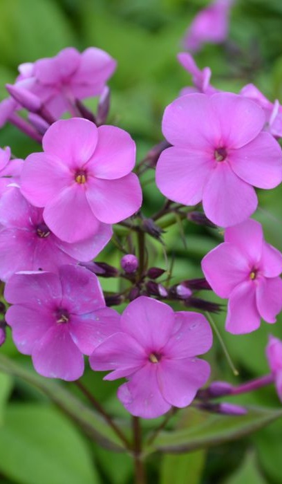 PHLOX PAN SUPER KA-POW PINK #1