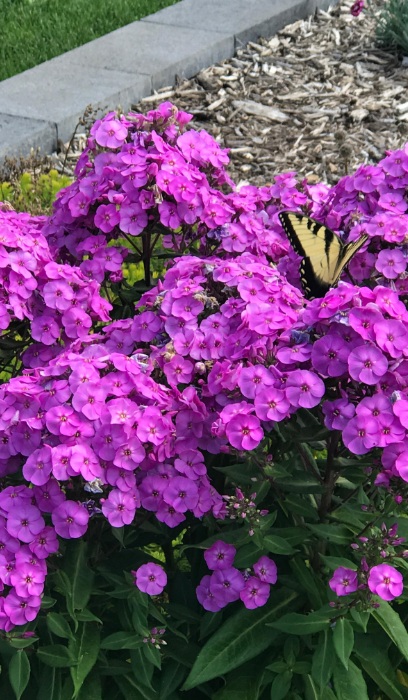 PHL PAN SUPER KA-POW LAVENDER #1