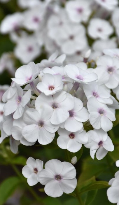PHLOX PAN SUPER KA-POW WHITE #1
